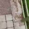 迷情騷貨戶外坐在地上AV棒刺激騷逼調情，公測內開始耍流氓了，站著尿尿草逼，樓梯安全出口門前後入刺激