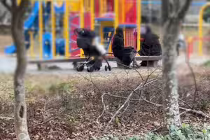 fc2-ppv 4821039 [個人] **我拿出了一個自稱有影響力的人的妻子，她正在公園里和我的朋友和她的丈夫在車裡玩耍...... | FC2電子市場